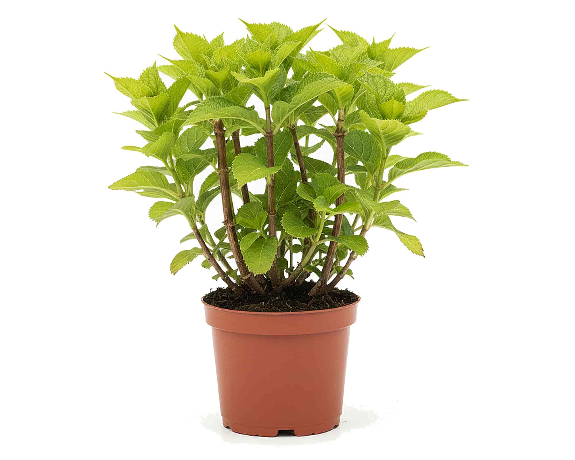 Ortensia Hydrangea Macrophylla Berlin Bleu - immagine 3